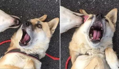 网红扮演狗狗的小说,网红狗狗的奇幻冒险之旅