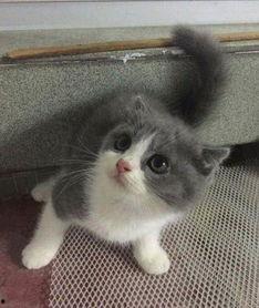 头条可爱的小蓝白猫,小蓝白猫的可爱日常