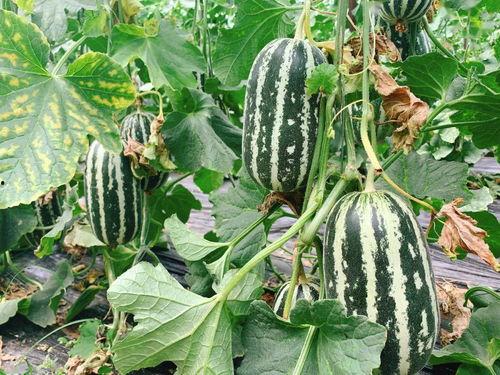 运城蔡娜吃瓜,揭秘背后真相与网友热议