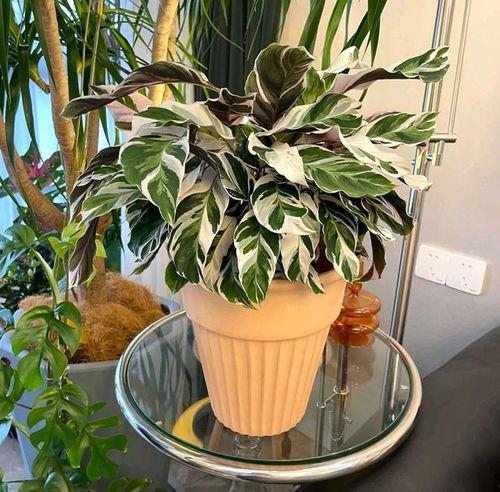 网红植物2022,绿意盎然，引领潮流新风尚