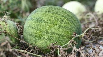 吃瓜上兰州,探寻兰州的独特风味