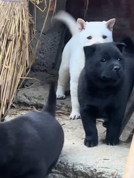 头条网红中华田园犬图片,街头巷尾的忠诚守护者