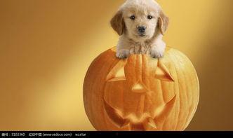 小狗可以吃石瓜吗,宠物小狗的禁忌美食？