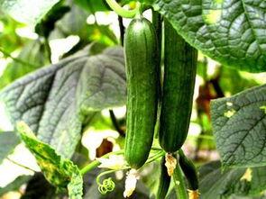 梦见瓜藤过来摘瓜吃