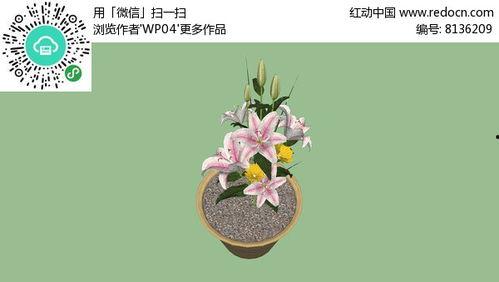 百合网红涂鸦,百合的奇幻世界