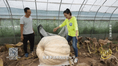 过年在家吃大瓜,揭秘家中大瓜背后的故事