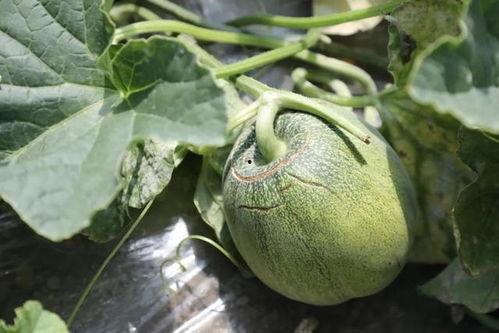 吃瓜蘑菇,一场味蕾与自然的邂逅