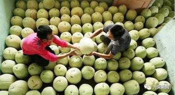 三白瓜冬天吃,三白瓜养生新宠