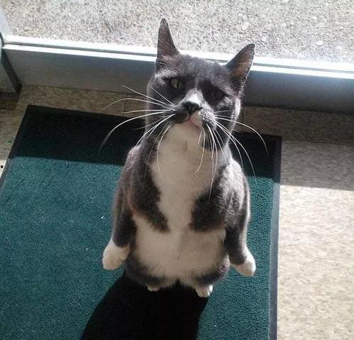 哈士企鹅带你吃瓜,揭秘美食背后的故事